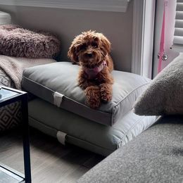 Cavapoo All Grown Up from Lone Pine Acres Cavapoo’s