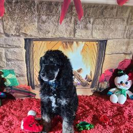 Poodle Puppies from My Buddies Puppies