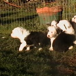 Old English Sheepdogs from Blue Panda reg.
