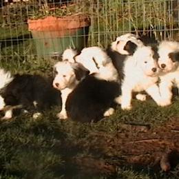 Old English Sheepdogs from Blue Panda reg.