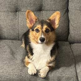 Pembroke Welsh Corgi All Grown Up from Han Dynasty Corgis