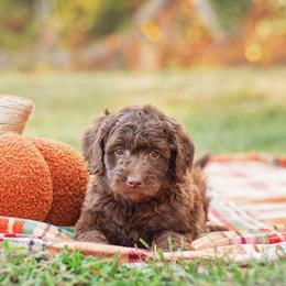 Aussiedoodle Puppies from Dani's Dandy Doodles