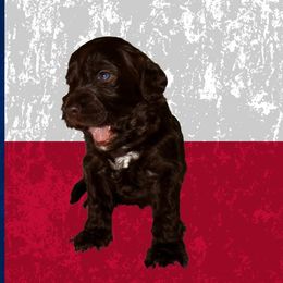 Paris - Chocolate female Australian Labradoodle puppy in Austin, Texas from AussieTex Labradoodles