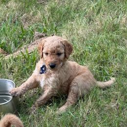 Blue Boy - Red  male Goldendoodle puppy in Cape Coral, Florida from GoldenDoodles Cape Coral