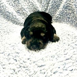 Nora - Black and silver female Miniature Schnauzer puppy in Winterville, Georgia from Patty’s Little Pups