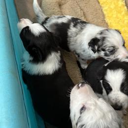 Border Collie Puppies from Roaring River Border Collies