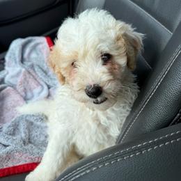 John - White male Bernedoodle puppy in Hays, Kansas from Pine Street doodles