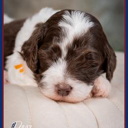 Mykonos - Brown and white male Cockapoo puppy in Connersville, Indiana from Deaz Doodle Ranch