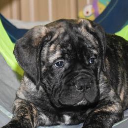 Bullmastiffs from Happy Tails Bullmastiffs
