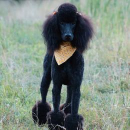 Stella  - Poodle