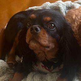 Cece - Cavalier King Charles Spaniel