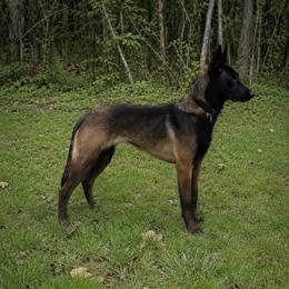 Stunning Black sable female Malinois - Black sable female Belgian Malinois puppy in Irmo, South Carolina from Kaizen von Ruach Malinois