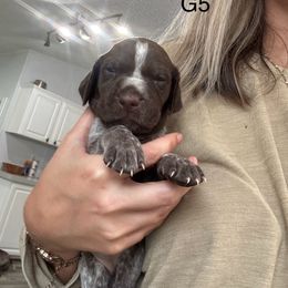German Shorthaired Pointer Puppies from Golden pointers