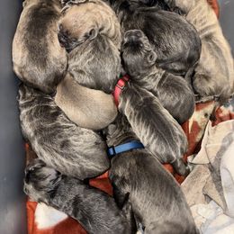 Cane Corso Puppies from 336 Cane Corso