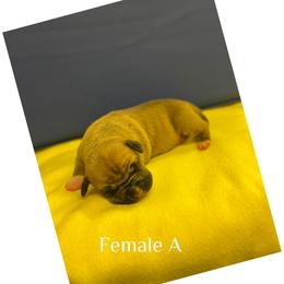 Female A - Red female American Pit Bull Terrier puppy in Pensacola, Florida from Alpha Alliance Kennels