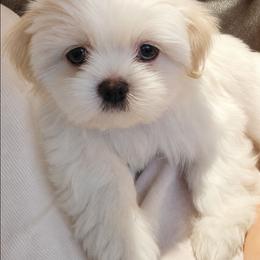 Boy 1 - White male Mal-Shi puppy in Mundelein, Illinois from FurEver Friends Designer Breeds