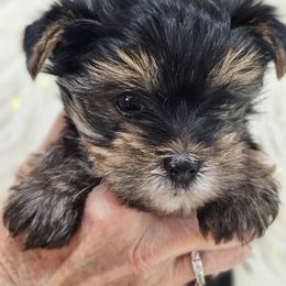 Enzo - Black and gold male Yorkshire Terrier puppy in Rushville, Ohio from Enchanted Acres Yorkies