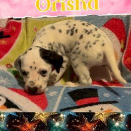 Orisha - White and black female Dalmatian puppy in Las Vegas, Nevada from 101 Dew Dream Valley Dalmatians