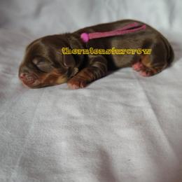 Dionne - Chocolate tan and white female Biewer Terrier puppy in Memphis, Tennessee from Thorntons Fur Crew