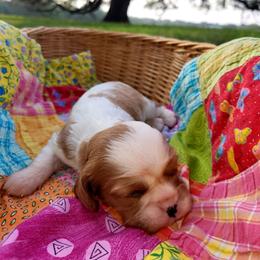 Grace - Blenheim female Cavalier King Charles Spaniel puppy in Stockdale, Texas from Great Oaks Farm Cavaliers