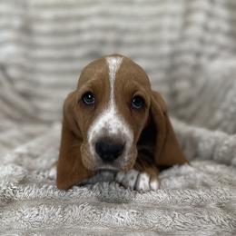Skittles (rainbow) - Red and white female Basset Hound puppy in Kingsport, Tennessee from Bear’s Bassets