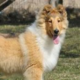 Collies from Enterprise Collies Of Distinction