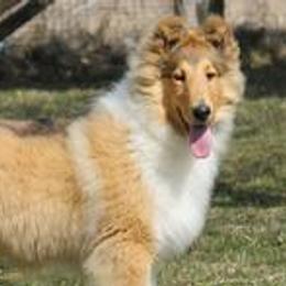 Collies from Enterprise Collies Of Distinction