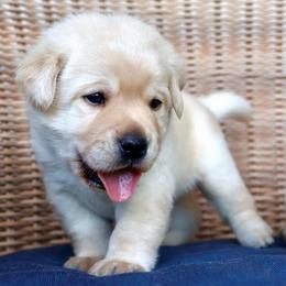 Brown - Yellow male Labrador Retriever puppy in Conroe, Texas from Pride Rock Labradors