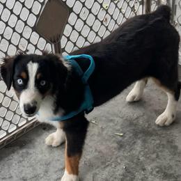 Harley - Black tri male Miniature Australian Shepherd puppy in Madisonville, Texas from Diamond R Aussies