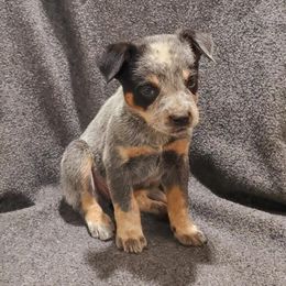 Australian Cattle Dog Puppies from DCR Working ACD