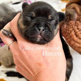 Haven - Black and tan female French Bulldog puppy in Pittsburgh, Pennsylvania from Muddy Creek Frenchies