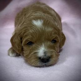 Cavapoo puppies from Rosie’s Pups MN