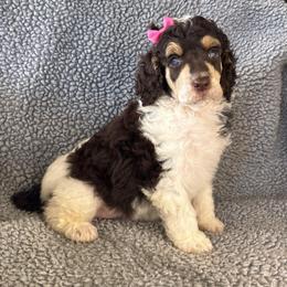 Maple - Phantom female Poodle puppy in Calimesa, California from Teakwoodpoodleofsocal