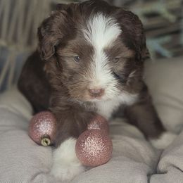 Rosie - Red female Aussiedoodle puppy in Lincoln, California from Pasta Puppies Doodles