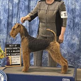 Airedale Terrier Puppies from Mystic’s Airedales