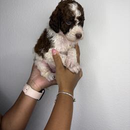 Poodle Puppies from Empire Poodles