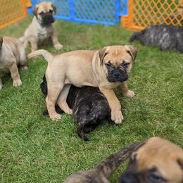 Bullmastiff Puppies from Bristol Hills Bullmastiff