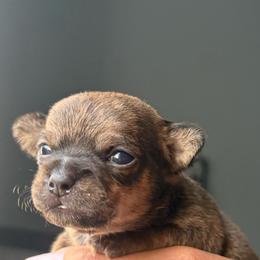 WallE - Black sabled fawn male Chihuahua puppy in High Point, North Carolina from Treasured Chihuahuas