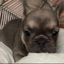 Sterling - Tricolors male French Bulldog puppy in Santa Rosa County, Florida from Florida Frenchies By the Sea, LLC