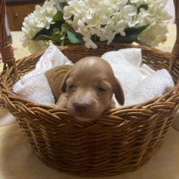 Buffy - Red female Dachshund puppy in Elizabethtown, Kentucky from Teeny Tiny Puppy Tails