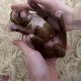 Girl 2 - Poodle puppy in Oxford, Alabama from Posh Poodles Alabama