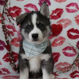 Teal - Black and white male Siberian Husky puppy in York, Pennsylvania from Spalla Pups