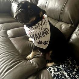 Sophie - French Bulldog