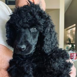 Aussiedoodles and Australian Shepherds from Annie's Aussies