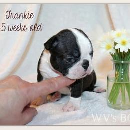 Frankie - Black and white female Boston Terrier puppy in North Central, Vermont from Windy Valley’s Bostons