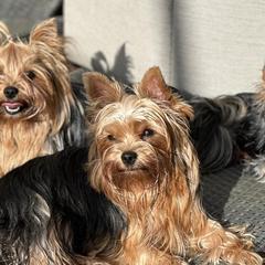 Maltese, Morkies, and Yorkshire Terriers from Royal Breeze Puppies