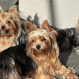 Maltese, Morkies, and Yorkshire Terriers from Royal Breeze Puppies