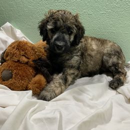 Goldendoodle and Poodle Puppies from Heartland Poodles and Doodles