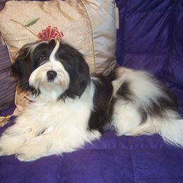Tibetan Terriers from Domani Tibetan Terrier