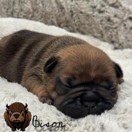 French Bulldog Puppies from Elite Sweet Frenchies